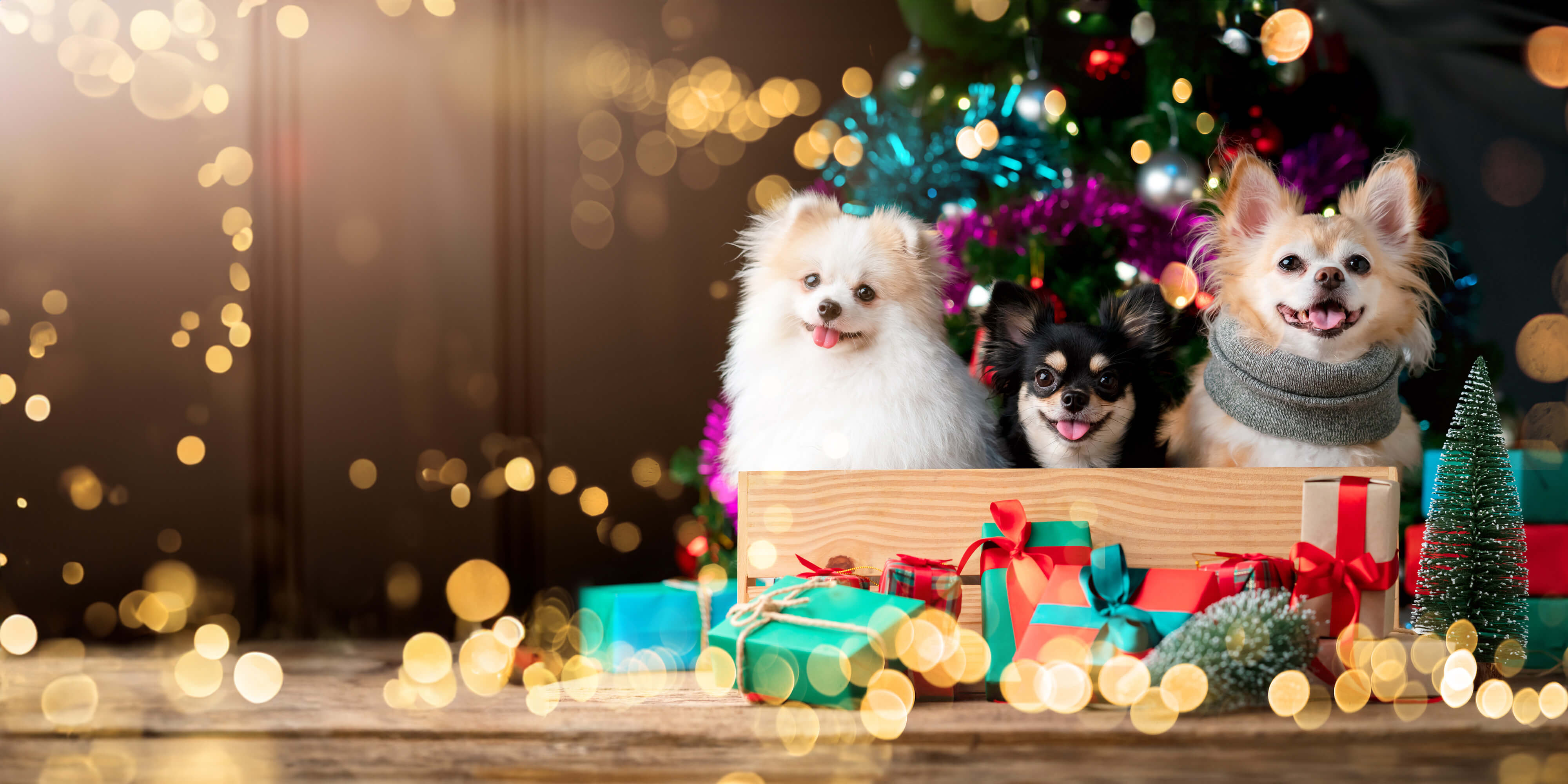 Our 2024 holiday pet gift guide