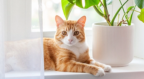 Orange cat sitting on a window sill