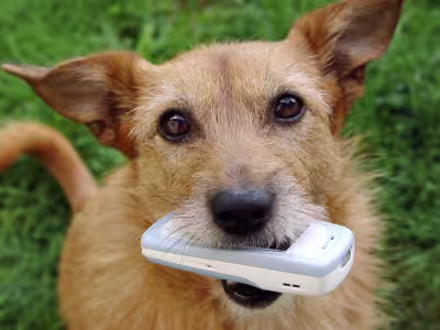 Your-Dog-Ate-What