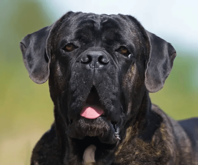 Cane Corso