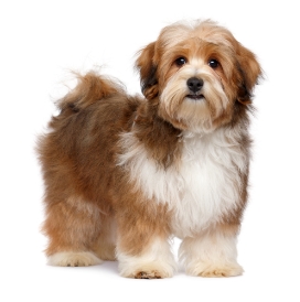 Havanese standing — health planner for puppies through senior dogs