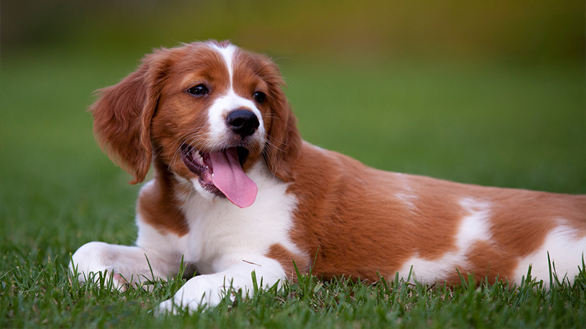 Brittany Spaniels Dogs | Breed Appearance, Personality & History