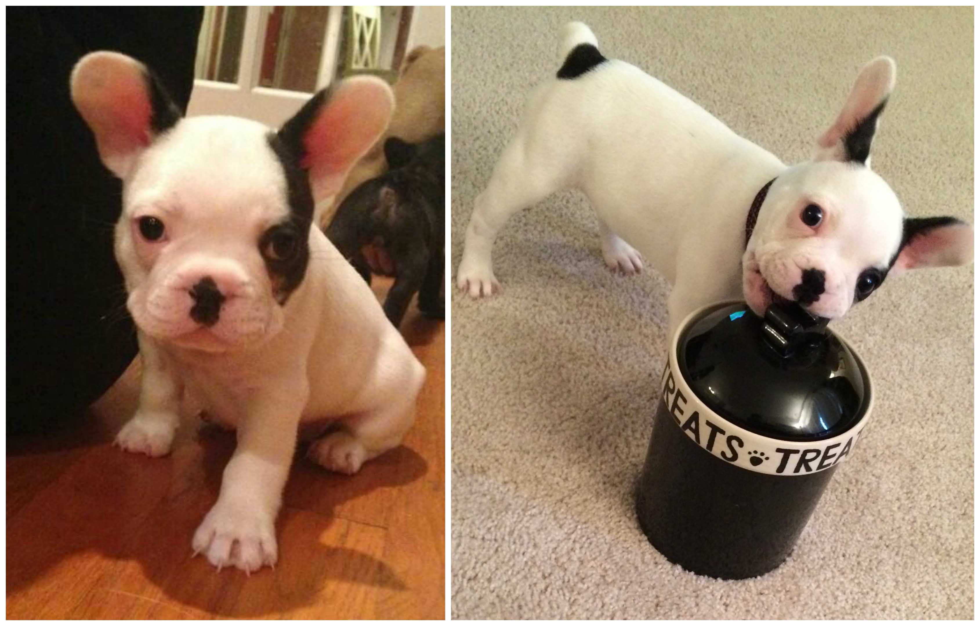 Collage-Puppy1