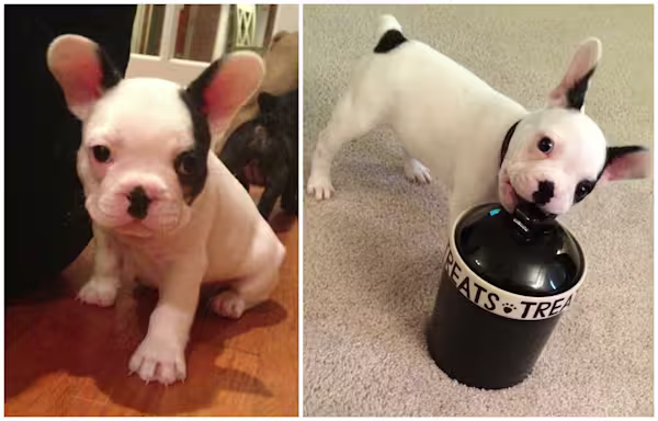 Collage-Puppy1