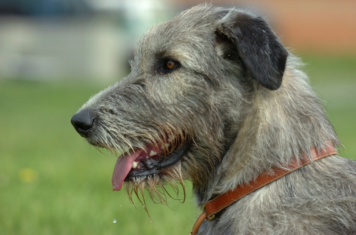 Irish_Wolfhound2