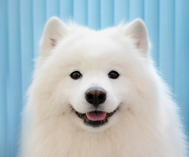 Samoyed