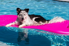 Dog sunburn pool2