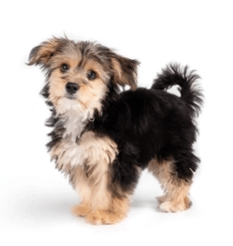 Morkie standing — health planner for puppies through senior dogs