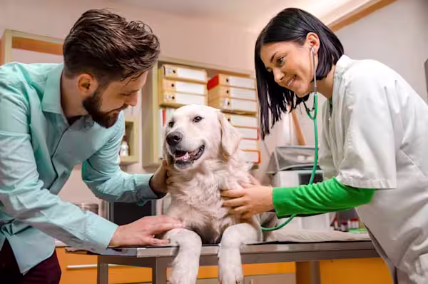 Treatment Options for Pet Cancer