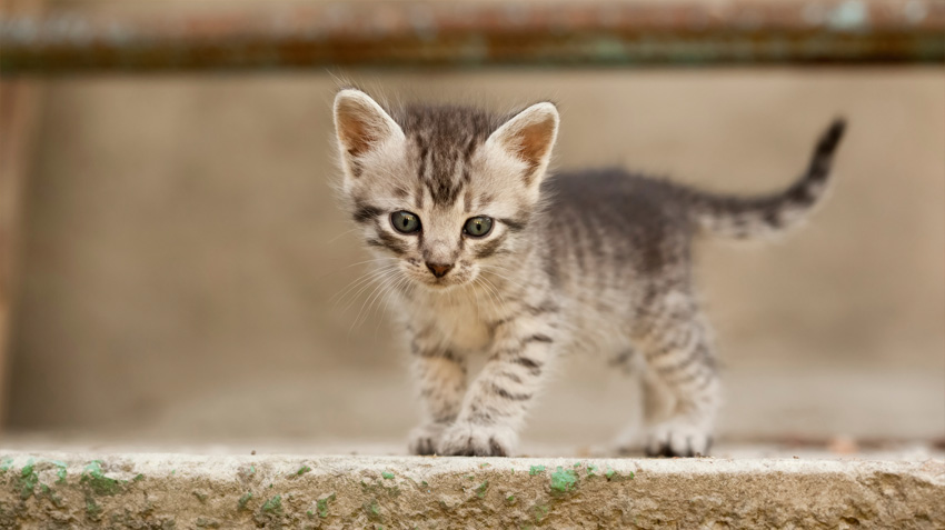 Cats and Kittens: Cat Breeds, Cat Adoption, and Cat Care