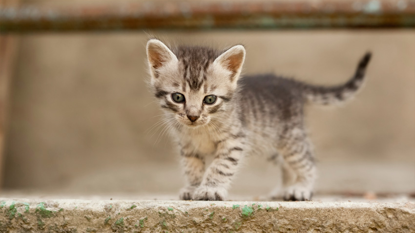 baby kitten care