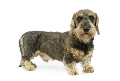 Dachshund standard standing — health planner for puppies through senior dogs