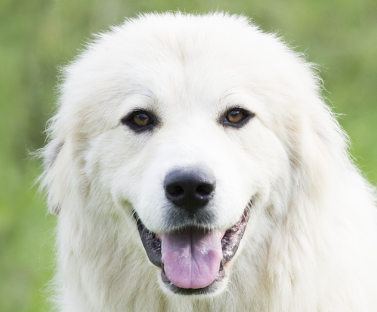 Great Pyrenees