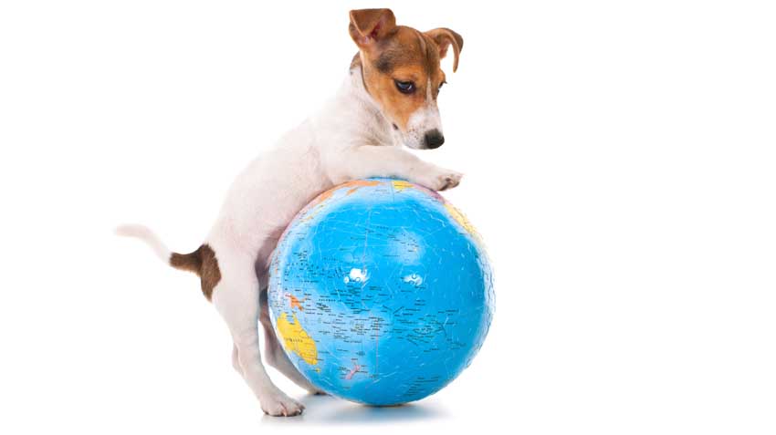 Your Pet's Carbon Paw Print