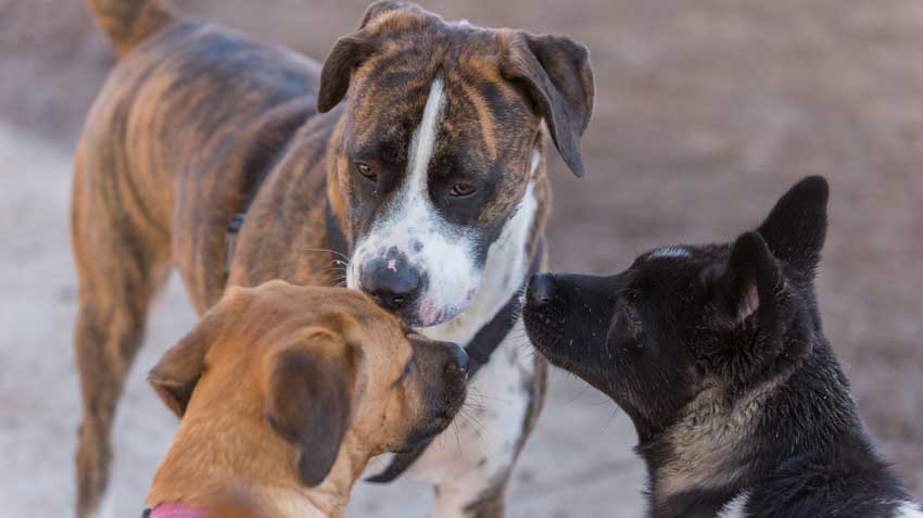 Dog Park Safety Infographic