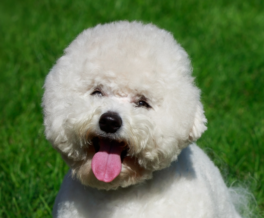 Bichon Frise