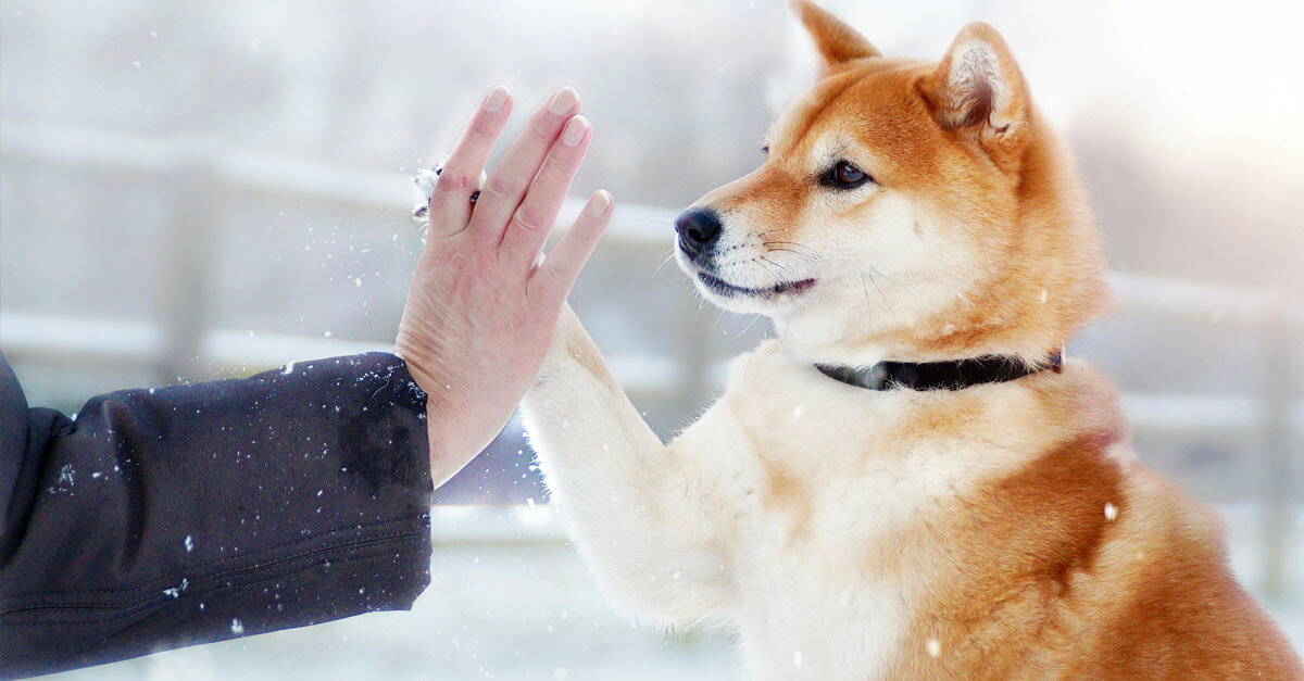 Winter weather safety tips for pet owners