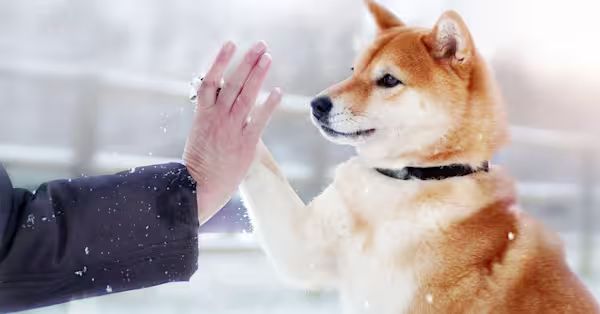 Winter weather safety tips for pet owners