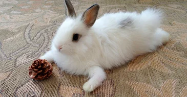 Make your own holiday rabbit toys