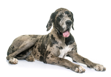 Great dane standing — health planner for puppies through senior dogs