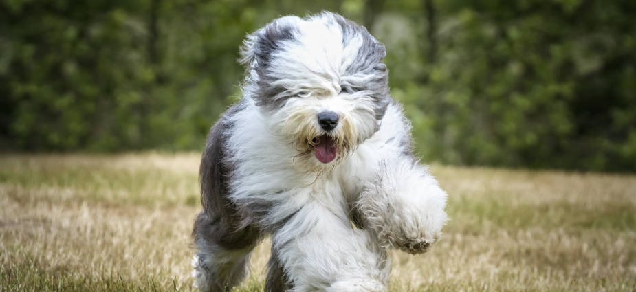 3-Fun fact-Old English sheepdog GettyImages-1450389405