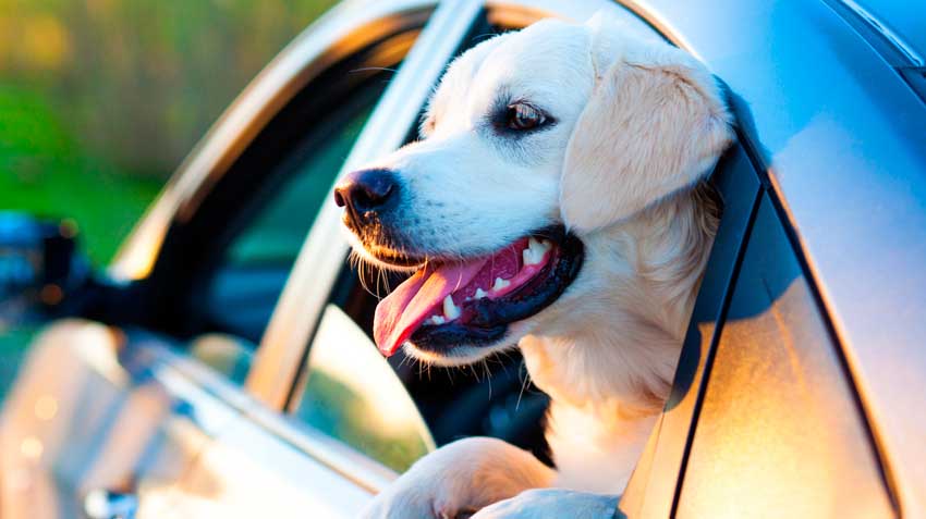 Travel Precautions for Pets