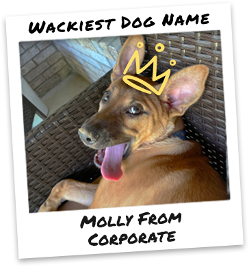 All the Polaroids@1.25x