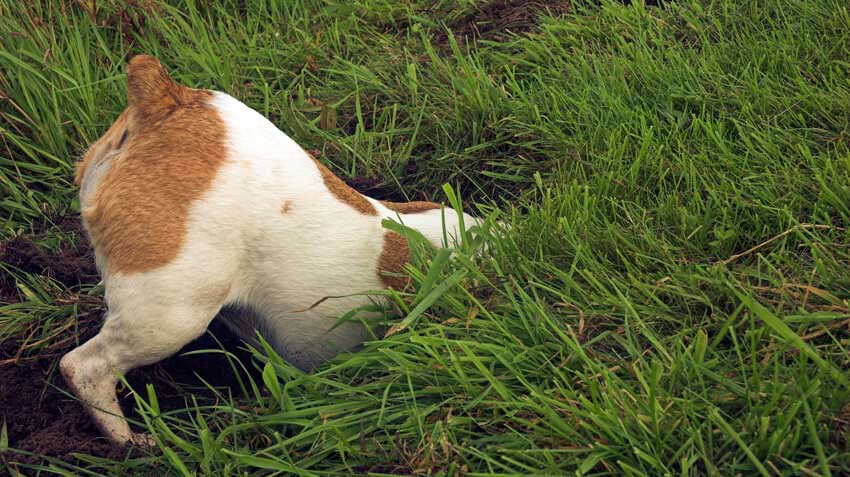 Why Dogs Do Strange Things