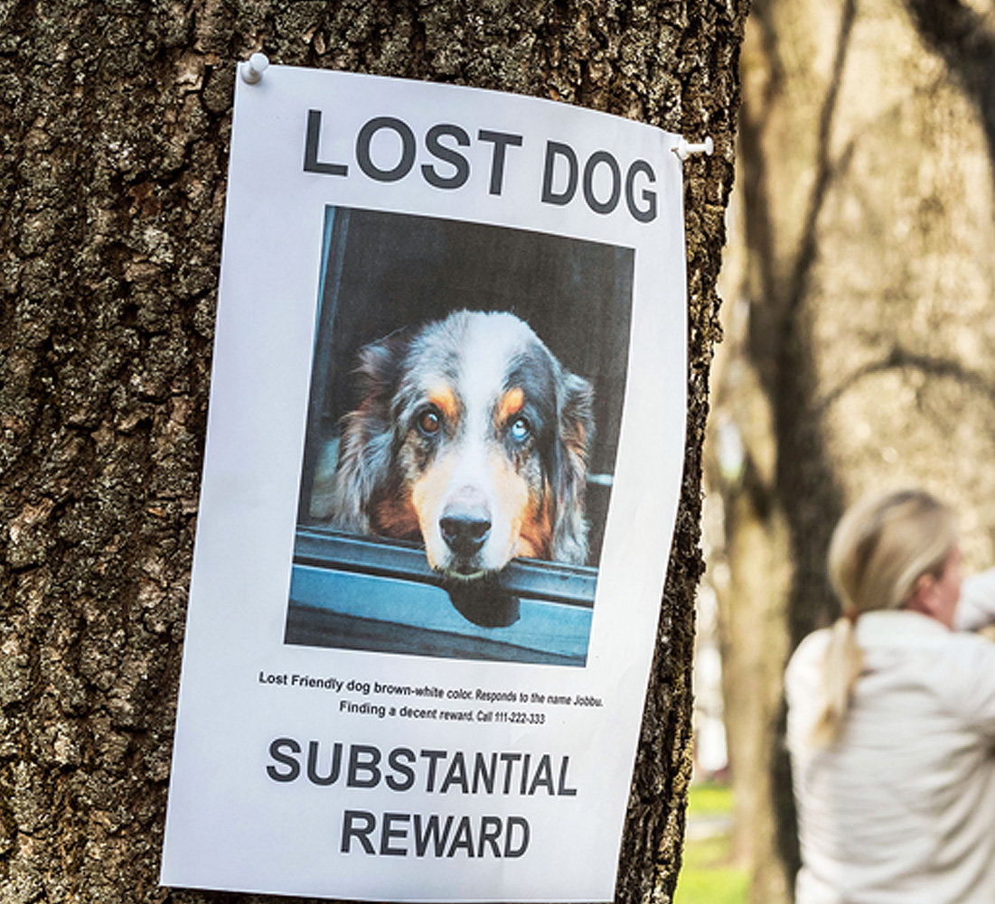 Lost dog sign