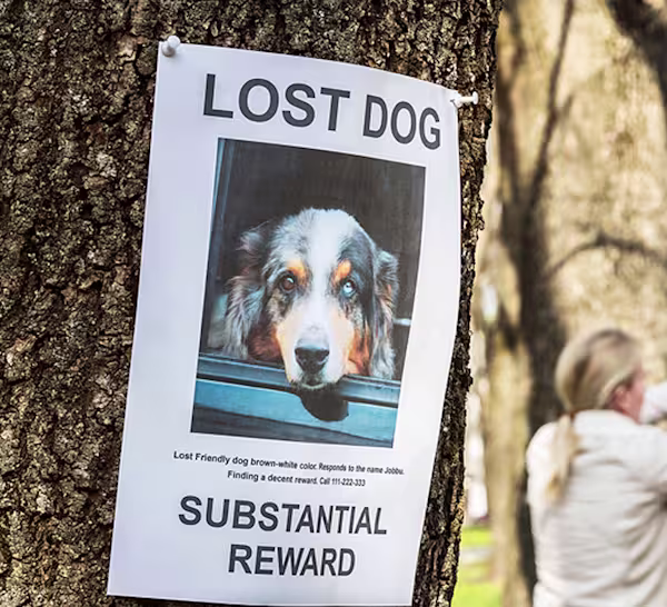 Lost dog sign