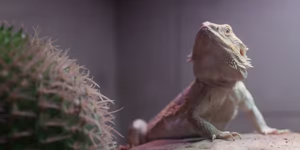 Bringing home a pet dragon