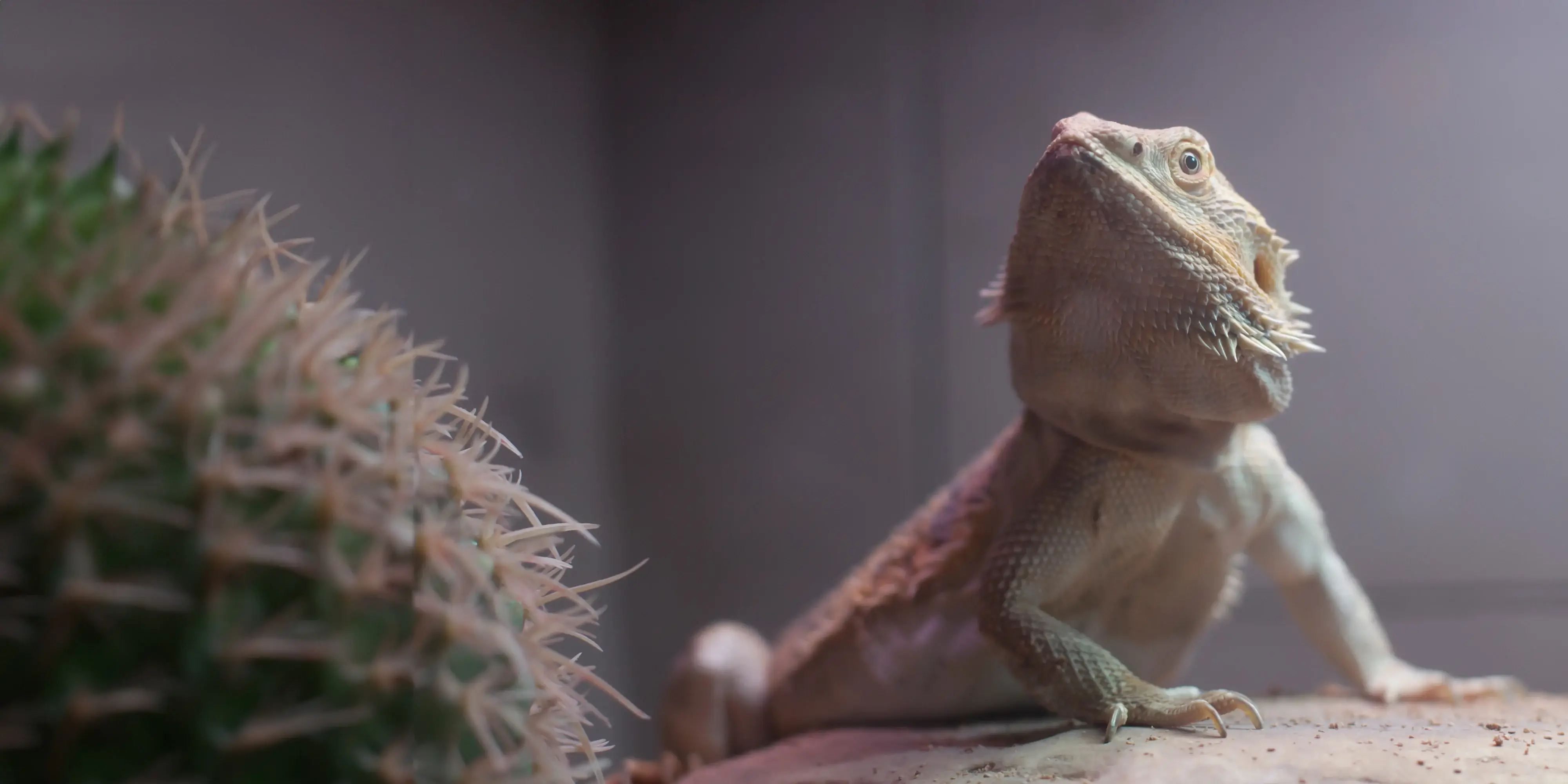 Bringing home a pet dragon