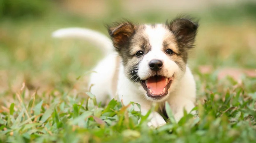 Top 10 Tips About Your New Puppy