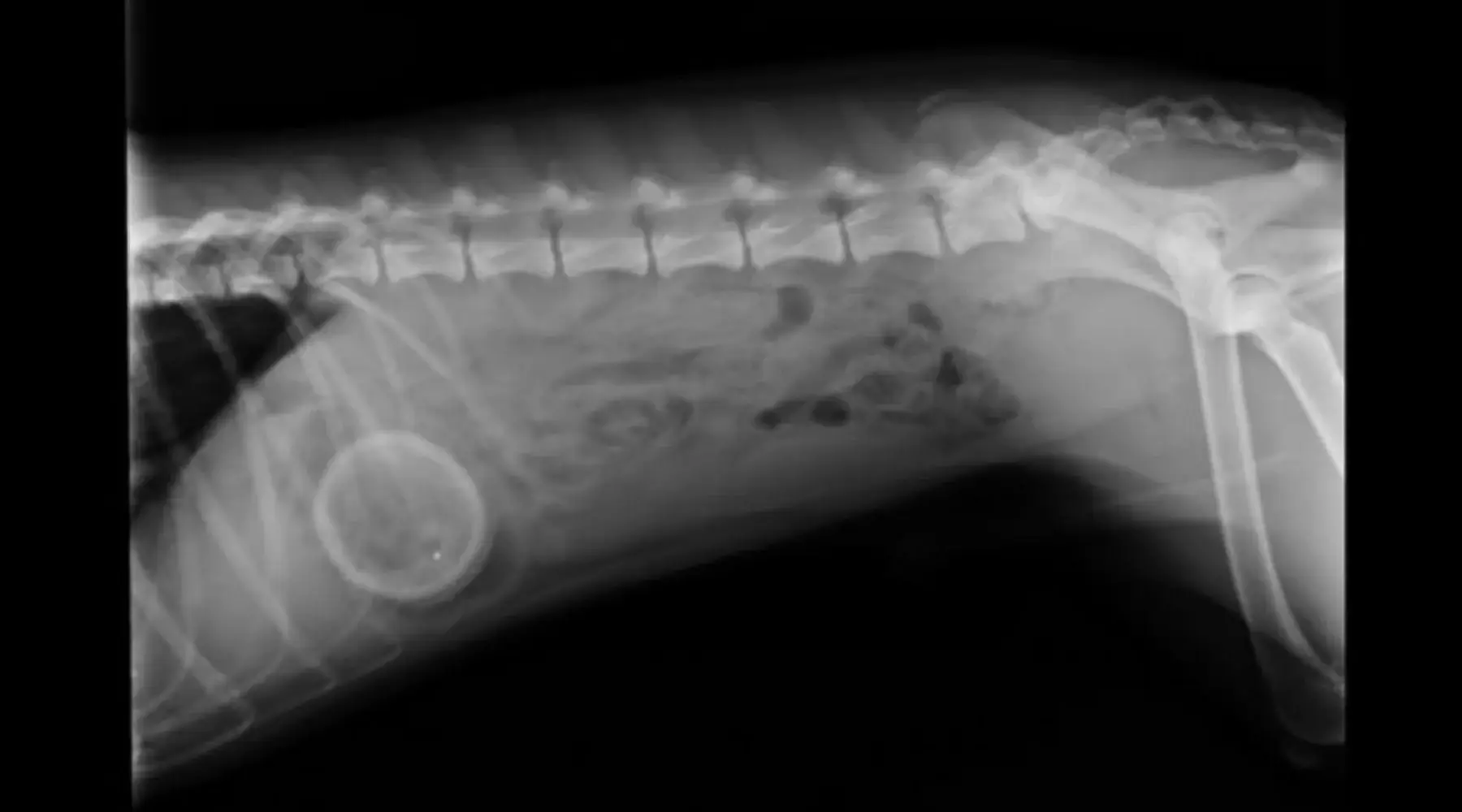 Summer Rocket Thumb3