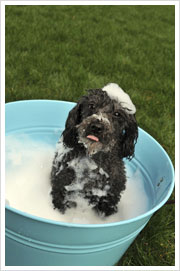 Dog-in-bubble-bath