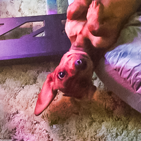Howl Capone