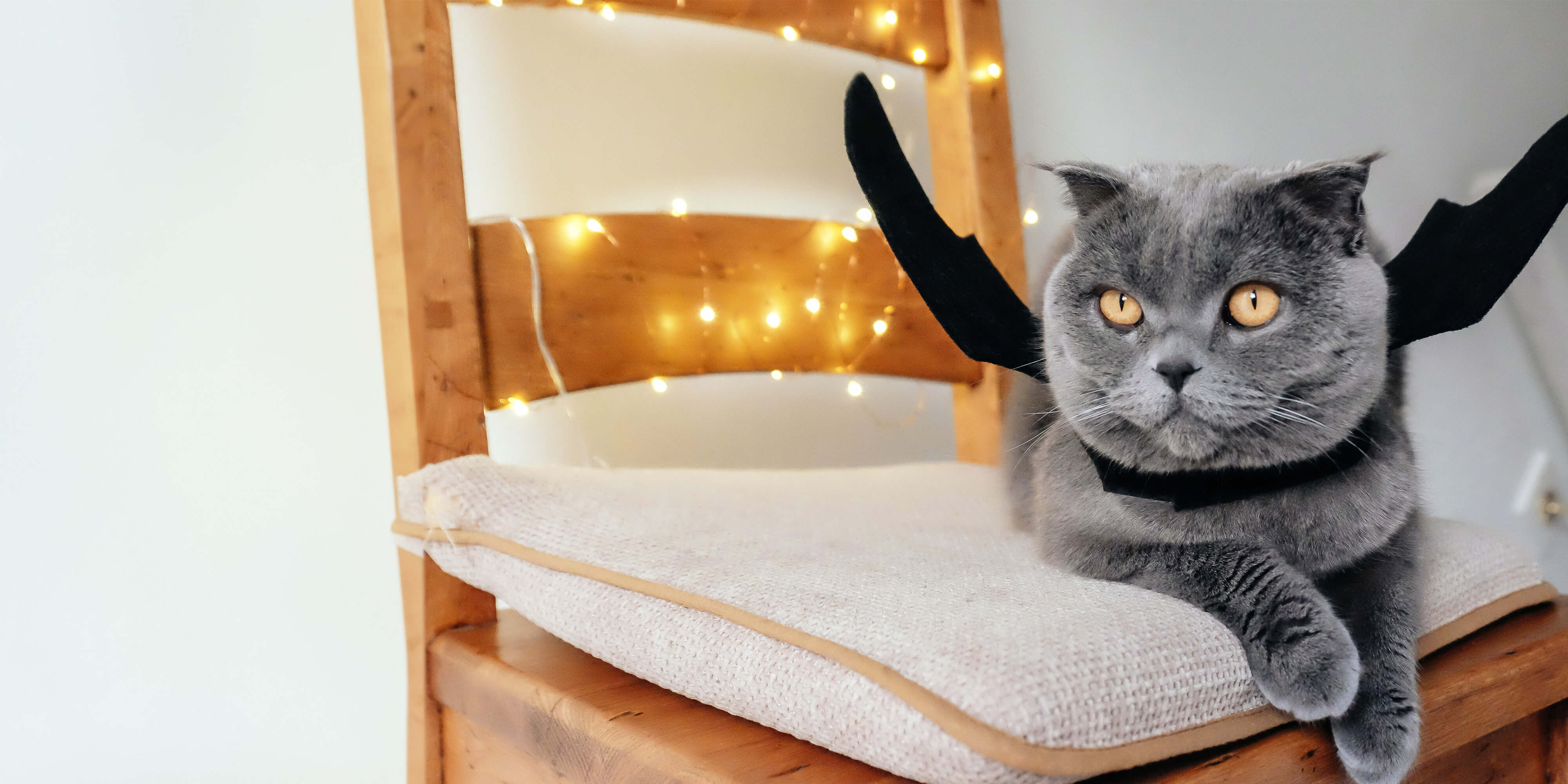 Meowloween magic memories