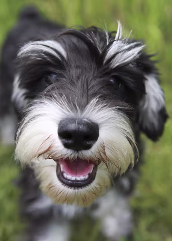 Smiling-Schnauzer-Puppy