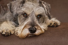 miniature schnauzers health pet insurance common schnauzer