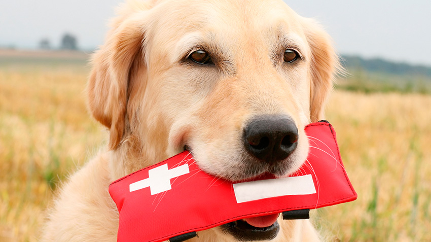 Pet First Aid Kit
