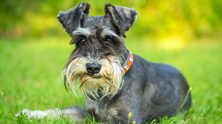 Miniature Schnauzer Dogs  Breed Appearance, Personality & History