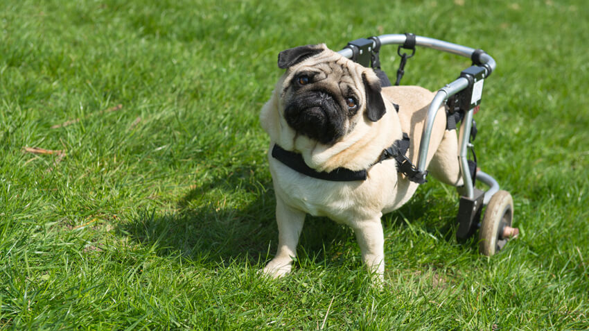 special needs dog adoption near me