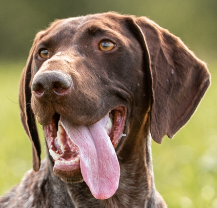 German Shorthaired Pointer
