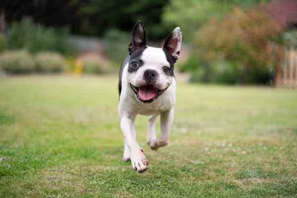 3-Fun fact Boston terrier GettyImages-1405074334