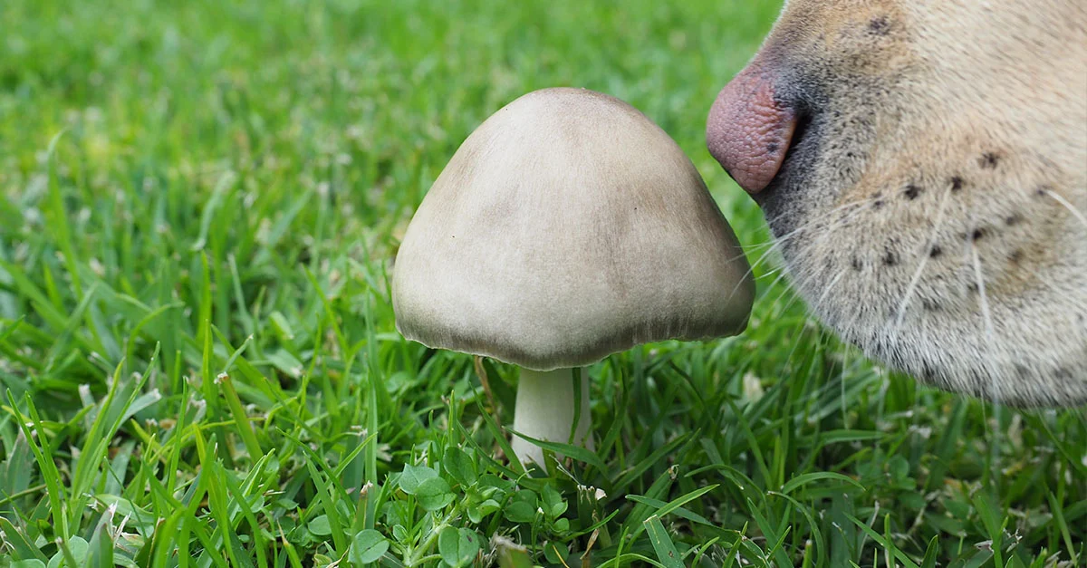 DogMushroom