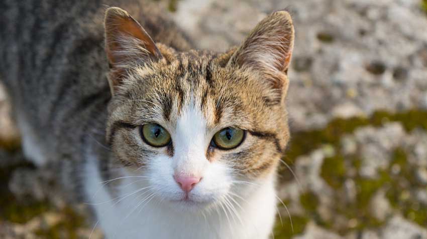 American Wirehair Cats