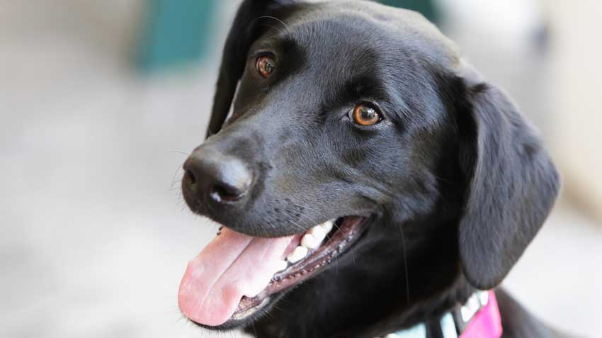 Oral melanoma in dogs