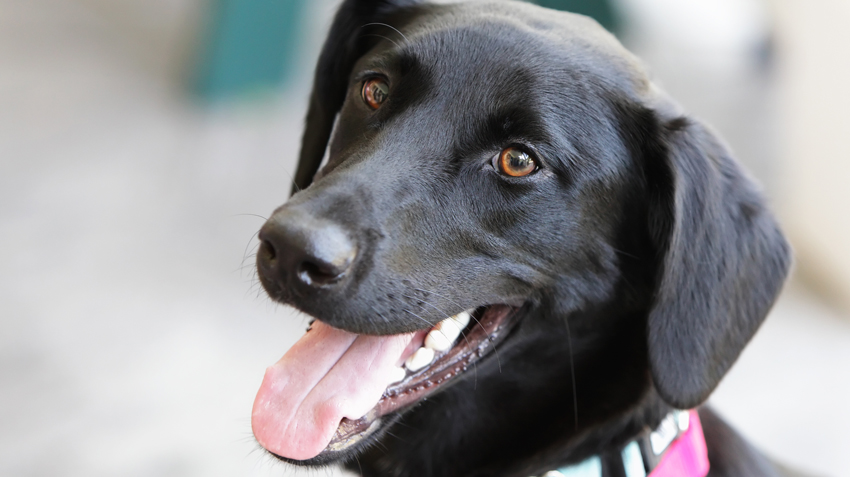 what does oral cancer look like in dogs