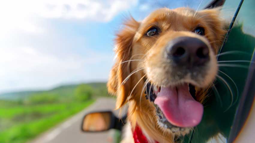 Dog-Friendly Cities
