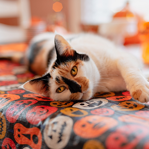 10377H CON Hambone Blog Image Halloween v1b